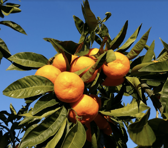 Mandarin-Ranch