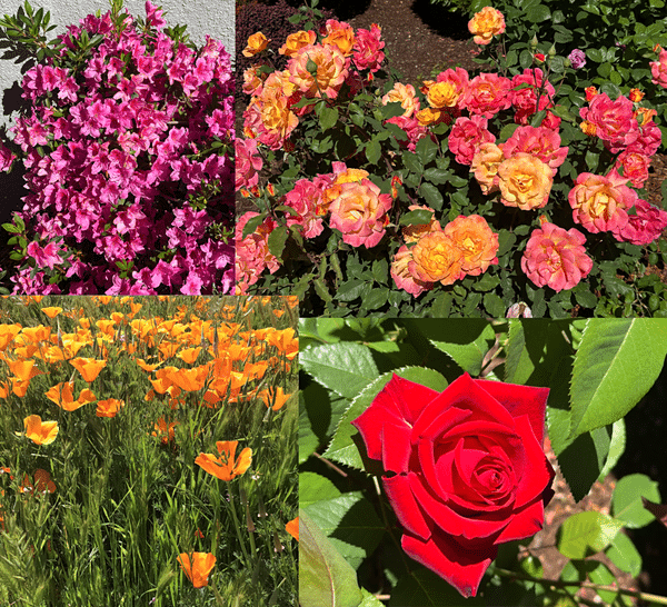 Spring Flowers-April 2026